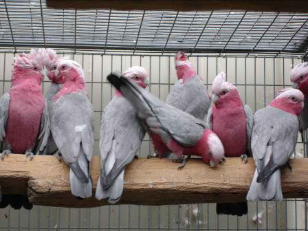 AFRICA GREY BABIES PARROTS AND FRESH CANDLE TESTED FERTILE PARROT EGGS FOR SALE