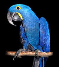 Available Hyacinth Macaw babies