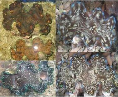 clams-tridacna Squamosa