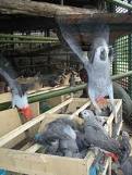 Africa Grey parrots, Scarlet macaws and Falcons available