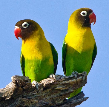 live pet birds or parrot