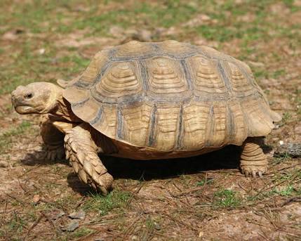 Exporting reptiles, sulcata tortoises and uromastyx 