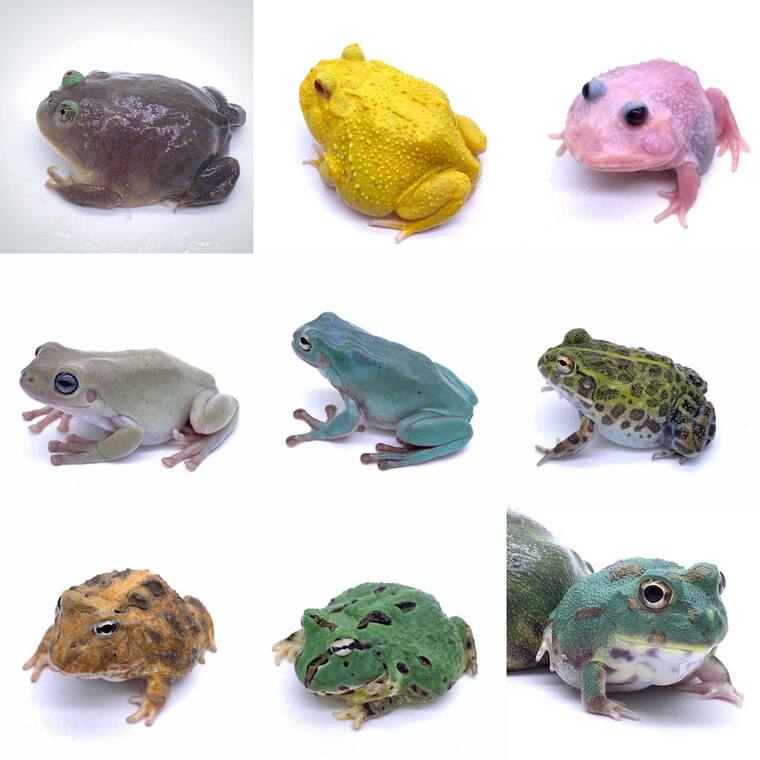Other Frogs