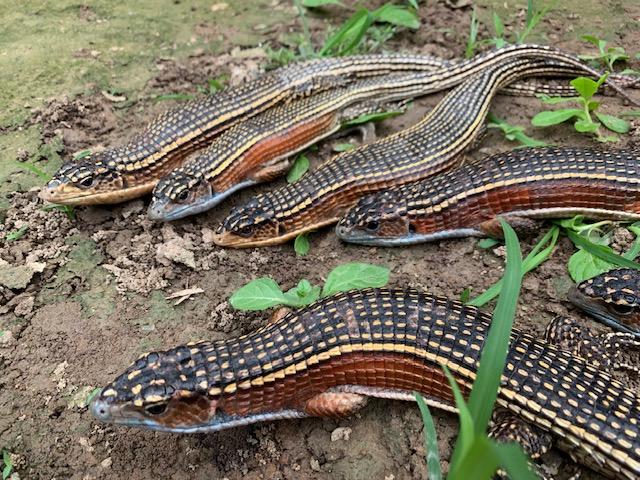 Royal Pythons, Fat tail geckos, Fire Skinks terrapins , plated lizards