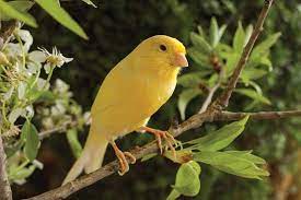 Canary Finches