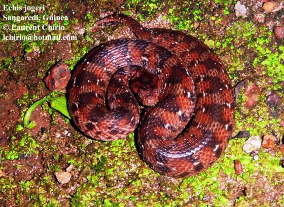 Carpet vipers , cobra and other venomous snakes avialable 