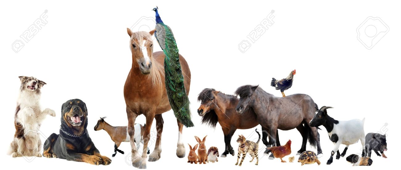 Live animal export worldwide ( horses , minipony , Birds, mammals , alpaca ,wallabyetc.)