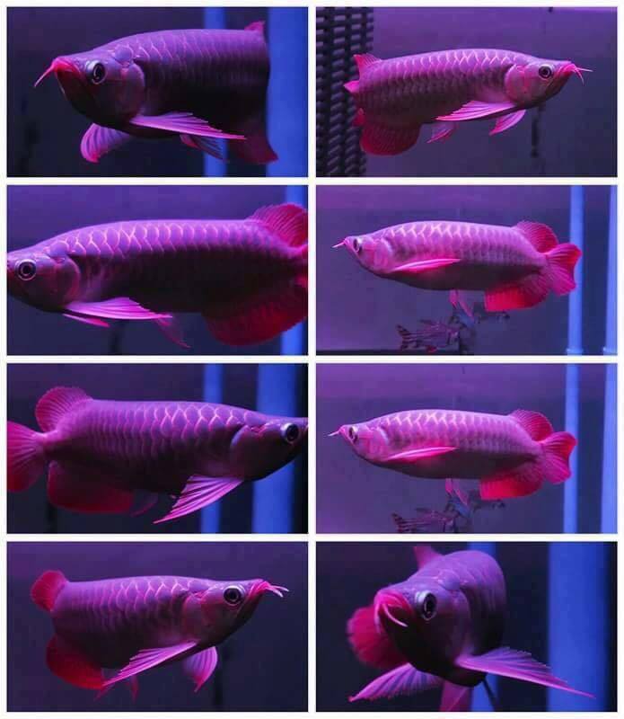 Best grade arowana fish of species and stingrays fish of all species in stock at good prices