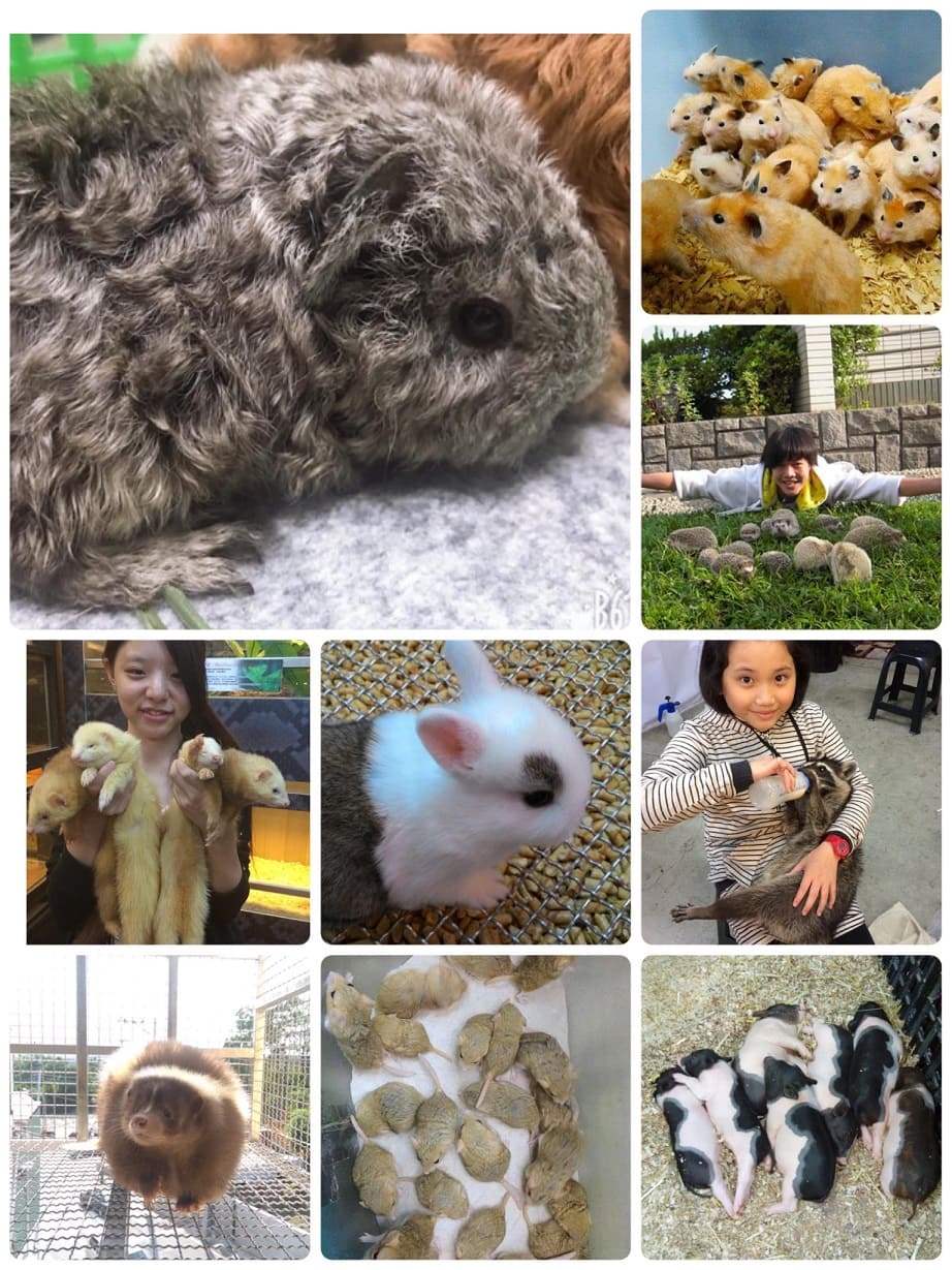 Hamster,Hedgehog,Rabbit,Sugar glider,Ferret,Racoon...etc export to worldwide.